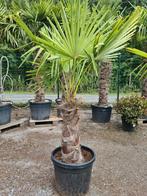 Winterharde palmboom Trachycarpus Fortunei, Tuin en Terras, Planten | Bomen, Ophalen