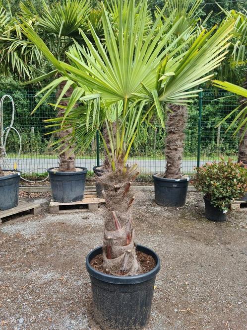 Winterharde palmboom Trachycarpus Fortunei, Tuin en Terras, Planten | Bomen, Ophalen