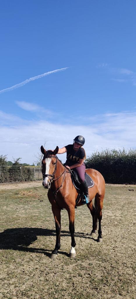 Verzorgpaard gezocht, Dieren en Toebehoren, Paarden