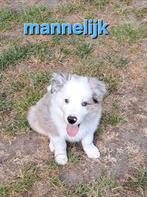 Tricolor en bleu merle border collie pups op boerderij, België, CDV (hondenziekte), 8 tot 15 weken, Collie