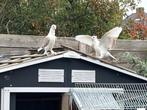 sierduiven, Dieren en Toebehoren, Geslacht onbekend, Overige soorten