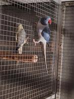 Halsbandparkiet pop 2025