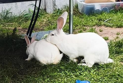 Rammelaar reus met speciale ogen. Zijn zeldzaam ogen  6 kg., Dieren en Toebehoren, Konijnen