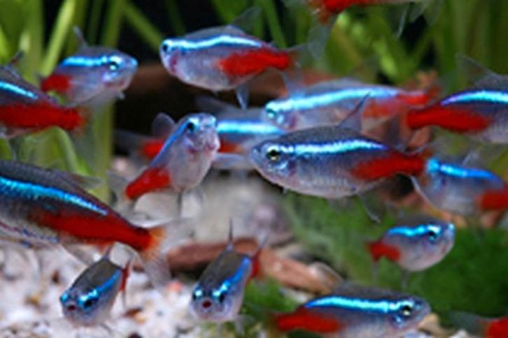 Tetra livré chez vous !, Animaux & Accessoires, Poissons | Aquariums & Accessoires, Neuf, Autres types, Enlèvement ou Envoi