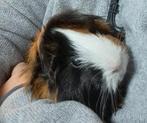 Lieve tamme peruvian zeug, Cavia, Vrouwelijk, November, Tam