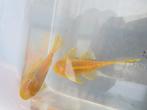 ANCISTRUS koppel in kleur geel = 25 €, Dieren en Toebehoren, Vissen | Aquariumvissen, Zoetwatervis