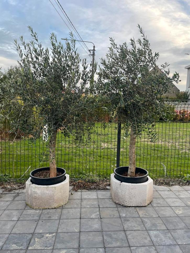 2 olijfbomen met stamomtrek 25-30cm, Tuin en Terras, Planten | Bomen, Ophalen