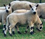 Kerry Hill dekrammen, Dieren en Toebehoren, Schapen, Geiten en Varkens, Mannelijk, Schaap, 0 tot 2 jaar