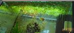 Drijfplant: Limnobium laevigatum (Amazonekikkerbeet), Dieren en Toebehoren, Vissen | Aquaria en Toebehoren, Ophalen, Plant(en), Steen of Hout