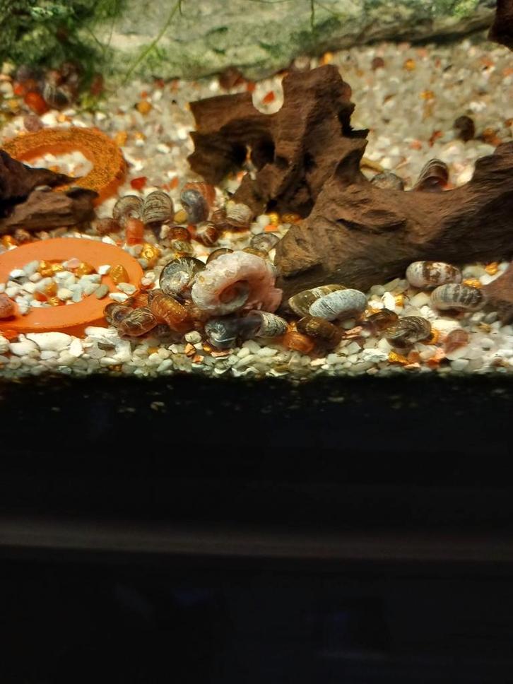 200 voor 8 euro: 0,04 euro per stuk + gratis
Slakken plannen, Dieren en Toebehoren, Vissen | Aquariumvissen