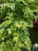 Japanse esdoorn, Tuin en Terras, Planten | Tuinplanten, Ophalen