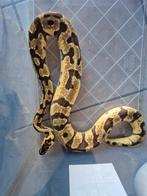 Orange dream pastel yellowbelly Ballpython, Domestique