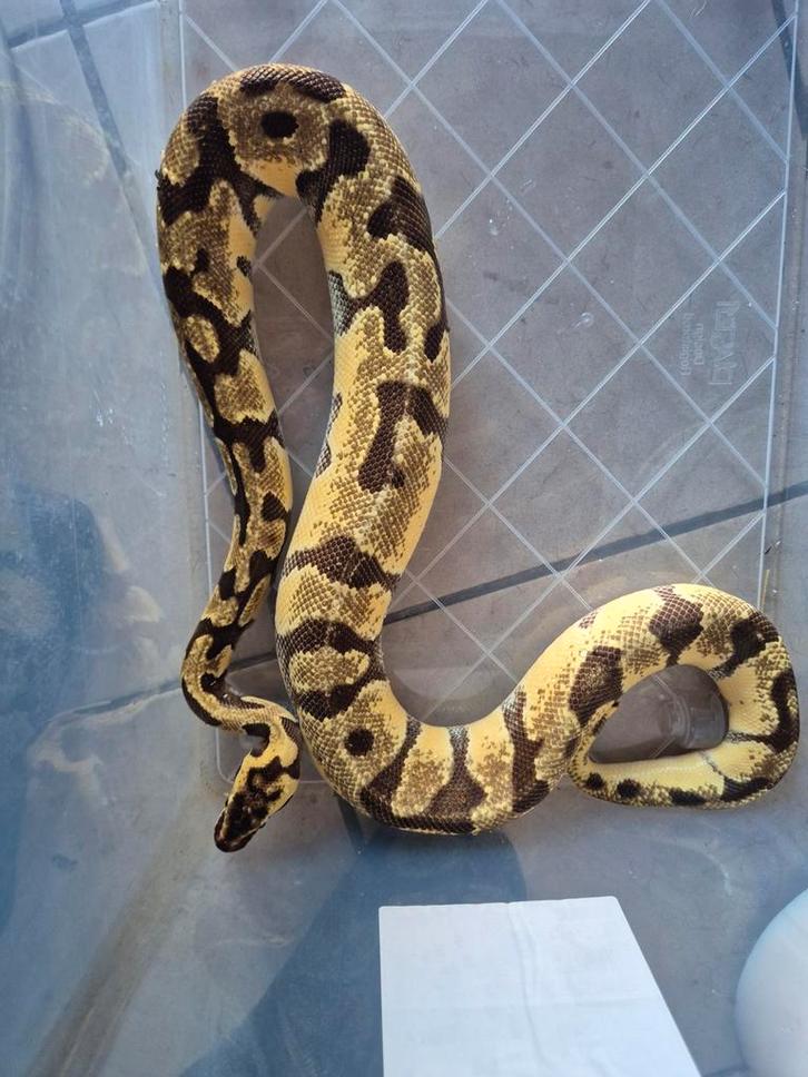 Orange dream pastel yellowbelly Ballpython, Dieren en Toebehoren, Reptielen en Amfibieën, Tam