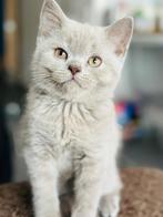 Britse korthaar, Kater, Gechipt, 0 tot 2 jaar