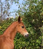 Premie hengstveulen, dressuur, Dieren en Toebehoren, Paarden, Niet van toepassing, Dressuurpaard, 0 tot 2 jaar, Hengst