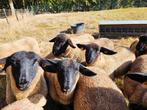 Suffolk ramlammeren ooilammeren stamboek, Dieren en Toebehoren, Schapen, Geiten en Varkens
