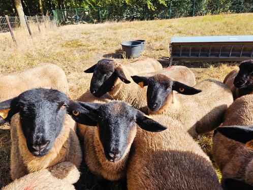 Suffolk ramlammeren ooilammeren stamboek, Dieren en Toebehoren, Schapen, Geiten en Varkens