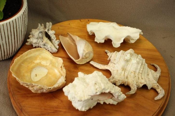 Lot schelpen, Verzamelen, Mineralen en Fossielen, Schelp(en), Ophalen of Verzenden