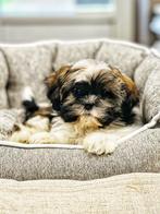 Belgische Lhasa-apso pupjes te koop, Dieren en Toebehoren, België, Overige rassen, CDV (hondenziekte), 8 tot 15 weken