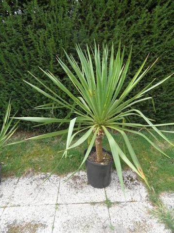 Grote yucca in pot beschikbaar voor biedingen