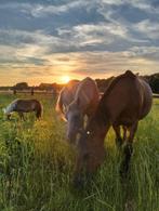 Plaats voor paard of pony's op weide in Holsbeek, Leuven, Dieren en Toebehoren, Weidegang, 1 paard of pony