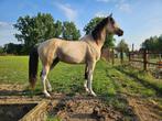 Knappe 2 jarige hengst, Springpaard, Hengst, 160 tot 165 cm, Onbeleerd