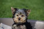 Yorkshire terrier pup mini-mini beschikbaar, Animaux & Accessoires, Chiens | Jack Russell & Terriers, Plusieurs, Yorkshire Terrier