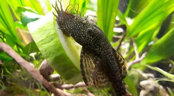 Pleco (ruitenkruiser) beschikbaar voor biedingen