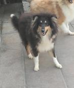 Reutje zandkleur & teefje tricolor Collie Rough, België, Parvo, Fokker | Hobbymatig, 15 weken tot 1 jaar