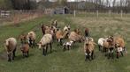 dwergschapen mini schapen kameroen schapen kameroenschapen, Mouton