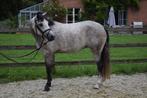 Beloftevolle D-springpony, Dieren en Toebehoren, Pony's, Merrie, B, Gechipt, Springpony