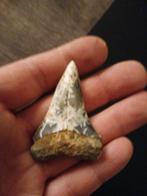 Isurus hastalis shark teeth, Ophalen of Verzenden