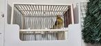 Bastaard te koop, Dieren en Toebehoren, Mannelijk, Wildzangvogel, Geringd