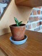 Mini Sanseveria in terracotta bloempotje met onderschaaltje, Ophalen, Halfschaduw, In pot, Minder dan 100 cm