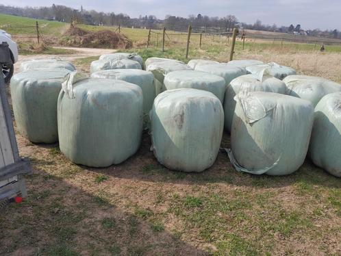 midi-bale voordroog, Dieren en Toebehoren, Dierenvoeding, Ophalen of Verzenden