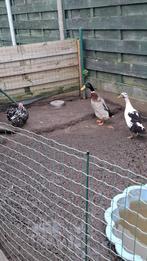 Koppel loopeenden, Dieren en Toebehoren, Meerdere dieren, Eend