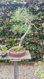 Bonsai Pinus Sylvestris, Tuin en Terras, Ophalen