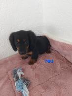 Mooie dwergteckels. ,, Animaux & Accessoires, Poils courts, Chien (mâle), Belgique, Plusieurs