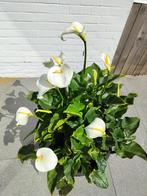 Zantedeschia - Aronskelk, Tuin en Terras, Planten | Tuinplanten, Ophalen, Vaste plant, Overige soorten
