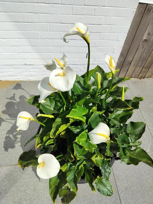 Zantedeschia - Aronskelk, Tuin en Terras, Planten | Tuinplanten, Vaste plant, Overige soorten, Ophalen