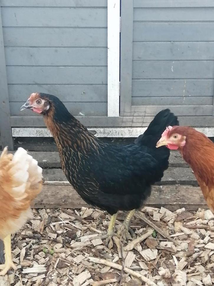 zwarte legkippen, Dieren en Toebehoren, Pluimvee