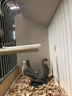 Padda’s/ rijstvogels te koop, Animaux & Accessoires, Oiseaux | Oiseaux Autre