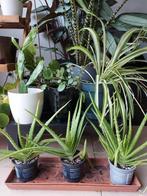 Aloe Vera planten +- 20 cm 3euro/stuk excl cachepot, Huis en Inrichting, Ophalen