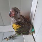 2 baby Meyer-papegaaien, Geslacht onbekend, Papegaai, Geringd