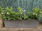 Aardbeien planten in bloembak, Tuin en Terras, Ophalen