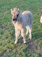Mini Shetland veulen, Dieren en Toebehoren, Pony's