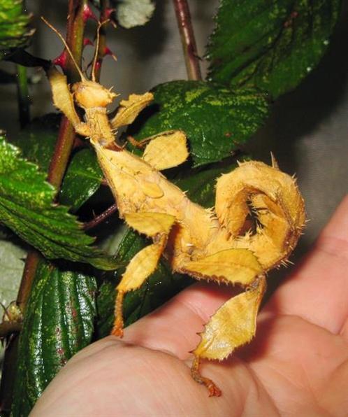 Flappen takken vrouwtjes tekoop of te ruil, Dieren en Toebehoren, Insecten en Spinnen