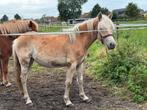 Flame, super lieve haflinger merrie!, Dieren en Toebehoren, Paarden, Merrie, Minder dan 160 cm, Gechipt, 0 tot 2 jaar
