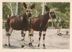 CHROMO  OKAPI'S, Verzamelen, Foto's en Prenten, Verzenden, Zo goed als nieuw, Dier, Prent