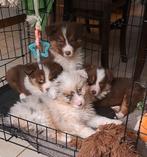 Prachtige Australische herder pups bleu merle en choco, Dieren en Toebehoren, Honden | Herdershonden en Veedrijvers, België, CDV (hondenziekte)